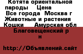 Котята ориентальной пароды  › Цена ­ 12 000 - Все города, Москва г. Животные и растения » Кошки   . Амурская обл.,Благовещенский р-н